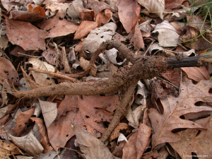 burdock root picture