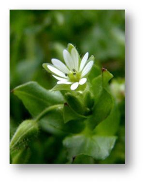picture of chickweed herb flowering