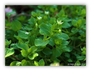 chickweed plant with flowers