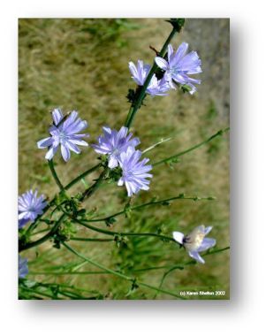 picture of Chicory flowers