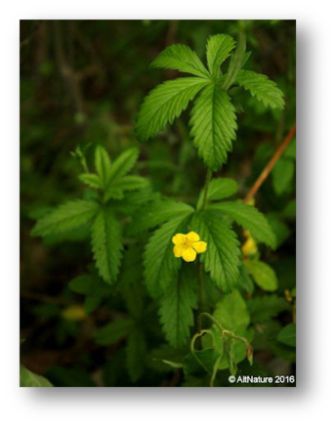Cinquefoil plant, palmately divided toothed leaves with yellow flowers