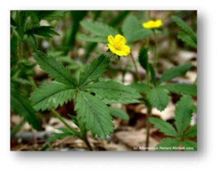 small Cinquefoil plant with yellow flower