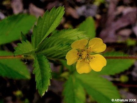 closeup of Cinquefoil flower, Potentilla Simplex