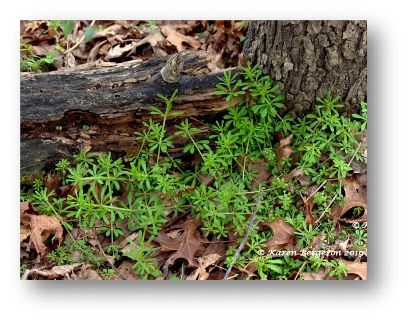 Picture of Young cleavers plants growing at the base of a tree