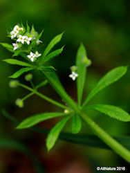 Cleavers plant close-up picture