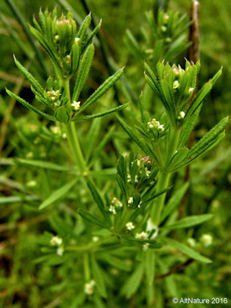 Cleavers plant picture