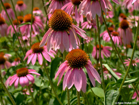 Purple Coneflower growing in field