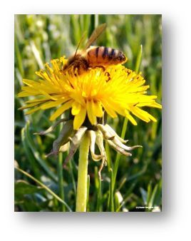 closeup picture of Dandelion with a bee feeding on it