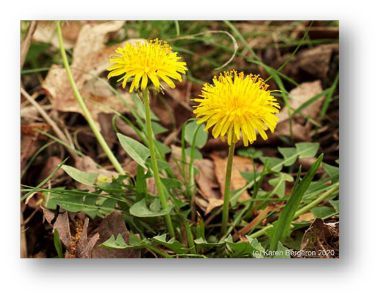 picture of Dandelion plants, two flowers