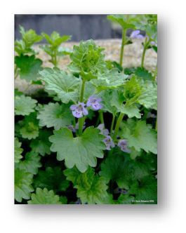 closeup picture of flowering ground ivy plant 