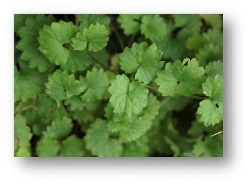 closeup picture of ground ivy leaves