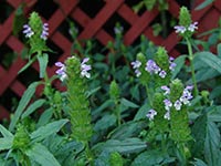 Prunella Vulgaris is known as heal all, self heal, woundwort because of it's historic use. The purple and white flowers grow on spikes that are shaped somewhat like an upsside down pine cone