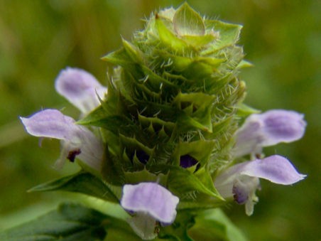 heal all flower, prunella vulgaris, used for internal and external healing since antiquity