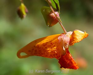 Orange Jewelweed close up picture of flower showing the spots that earn it the name Spotted Jewelweed
