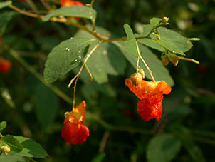 Jewelweed plant with two orange flowers