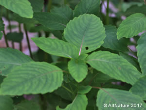 Jewelweed herb plant picture close-up of leaves in Spring