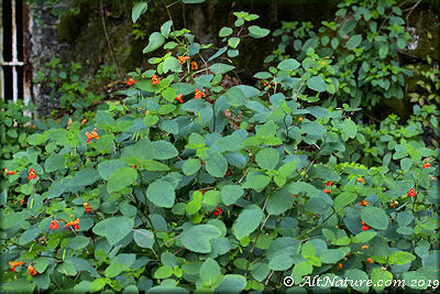 patch of several Jewelweed plants growing in a barn lot