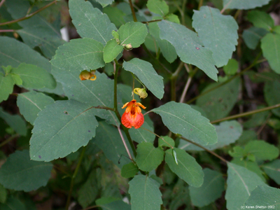 Jewelweed picture, Impatiens capensis, Oval leaves and orange flower