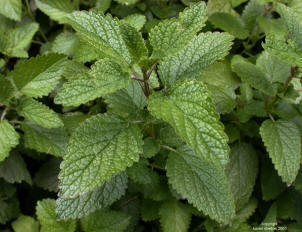 lemon balm flower