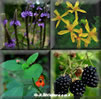 herb-pictures-square, a square divided into 4 smaller squares, top left is a picture of blue vervain flower, small purple flowers on thin spikes in a bunch, top right is St. Johns Wort flower, yellow flower with five petals.bottom left square is a small picture of Jewelweed, an horn shaped orange flower, bottom right is a picture of three ripe black raspberries berries on a vine