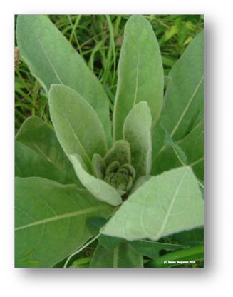 Young mullein plant with fuzzy light green leaves