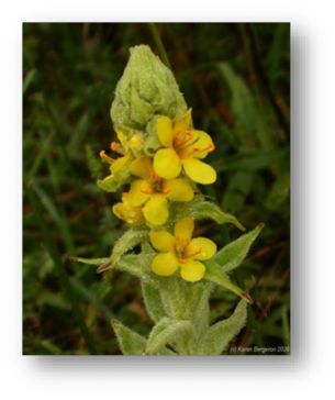 mullein flowers