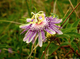 passionflower picture