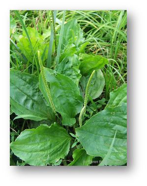 picture of Plantain plant, Plantago Major, rosette of ovoid leaves with parellel veins and spikes of green flowers