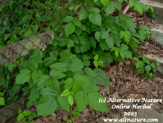 poison ivy oak treatment
