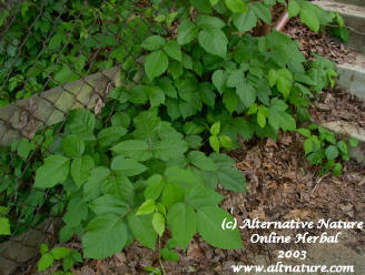 poison ivy at fencerow