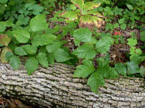 poison ivy and oak can cause contact dermatitis
