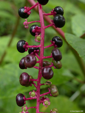 Picture of Ripe Poke berries seeds are toxic