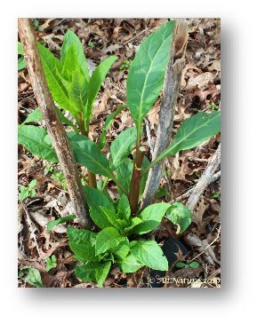 Young Pokeweed plants, Spring shoots