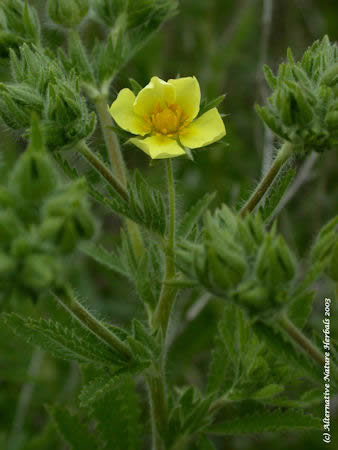 Rough Sulfur Cinquefoil, Potentilla erecta