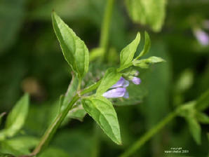 skullcap herb picture