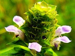 heal all flower, prunella vulgaris, used for internal and external healing since antiquity