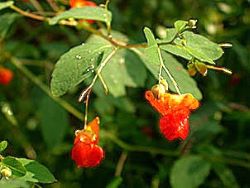 Jewelweed is an orange flower found in wet shady places