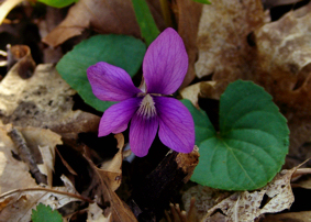 violet at Dover Nature Trail in Tennessee