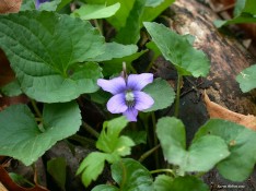 Wild Violet plant