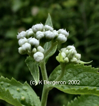 Wild Quinine picture and herb uses