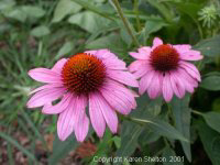 echinacea_sm.jpg (4734 bytes)