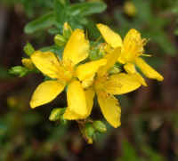 Stjohnswort_dig.jpg (141996 bytes)